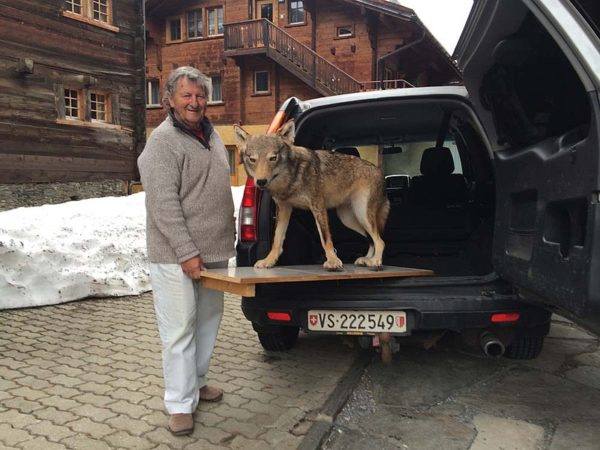 Hans Bellwald macht den Wolf fit für die Reise.