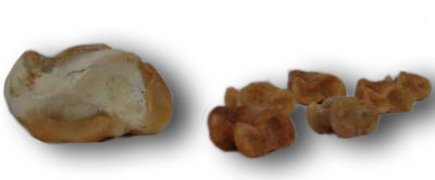 Spieltiere aus Tierknochen von Rindvieh: Eschlchüö (auf dem Bild links) und Eschlchalber. Schenkung Gertrud Hasler-Ritler, Blatten.